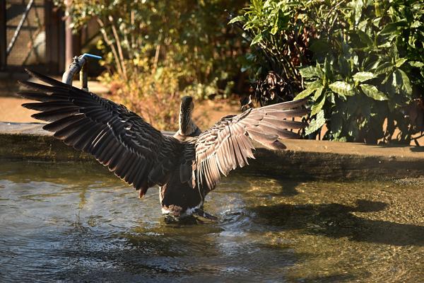 反射や波紋があることで写真の中の空気が止まりきらない水辺の鳥の写真