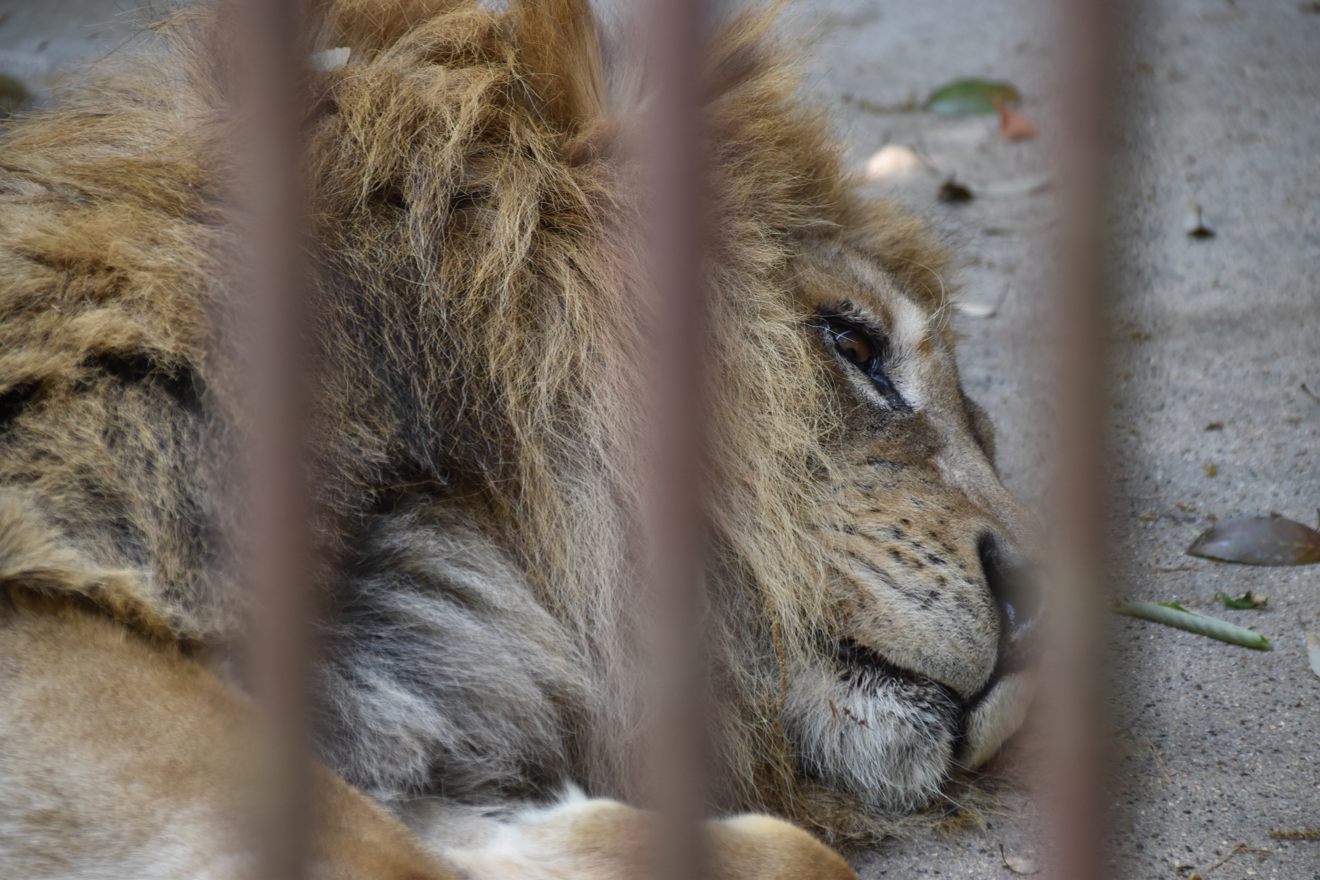 ライオンやトラなど力強い顔つきが近くで見える動物の写真