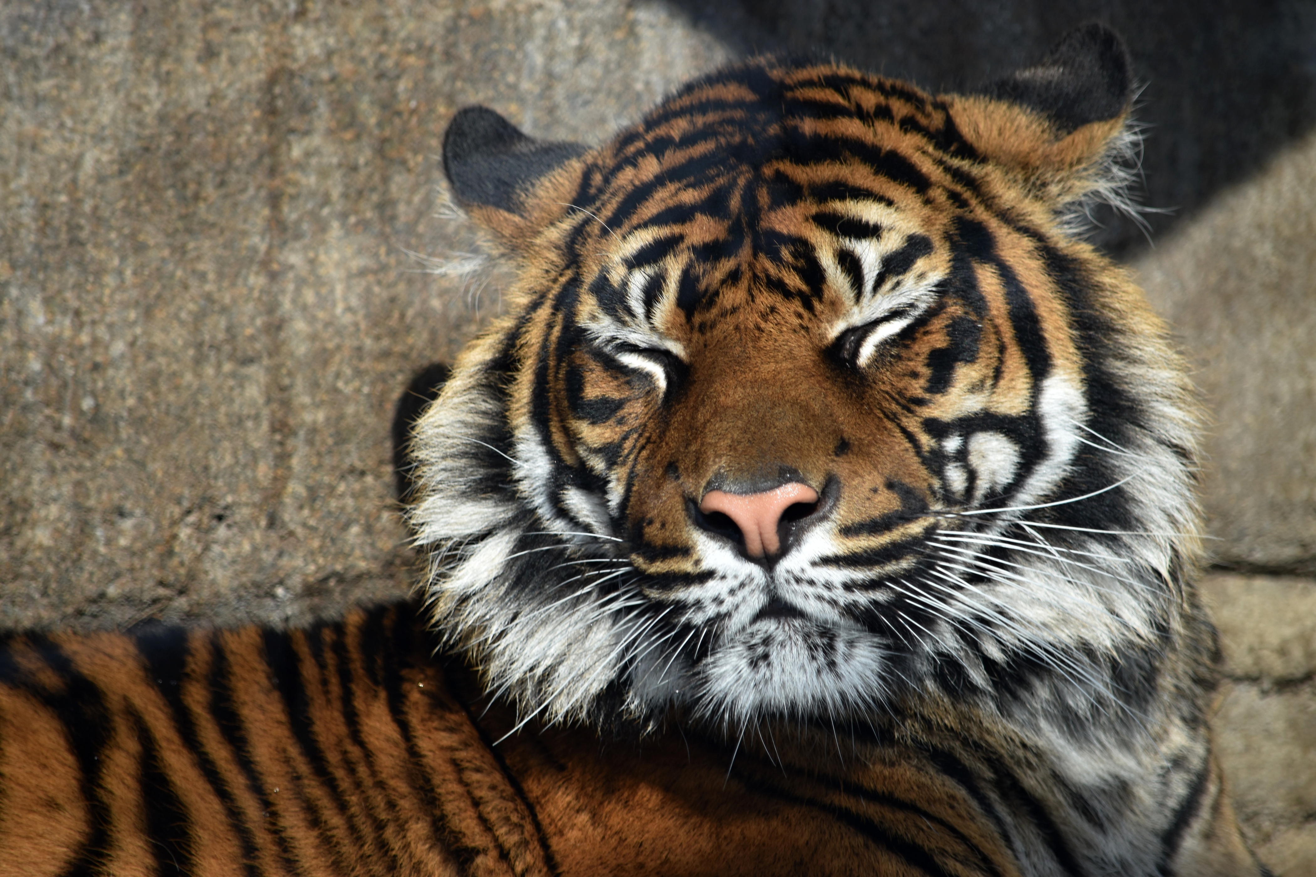 シロクマなど印象的な顔のアップが見える動物の写真