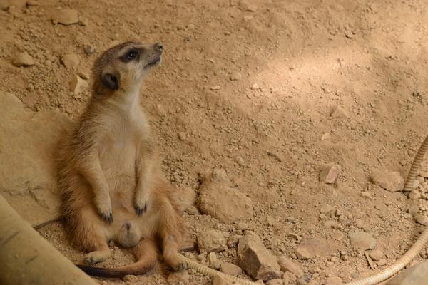 鳥のような被写体でも止まっている時間が観察として面白い動物園の写真