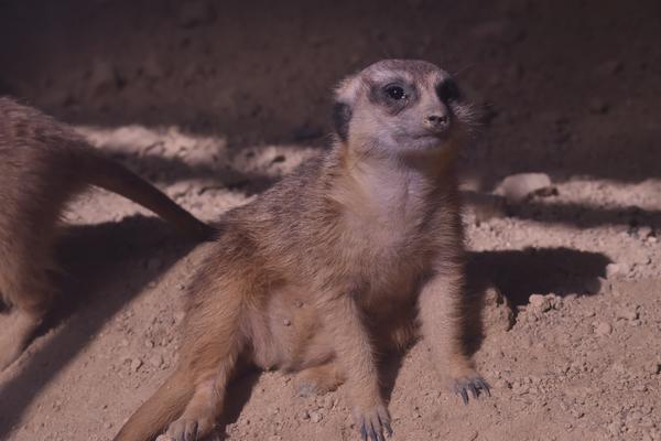 鳥のような被写体でも止まっている時間が観察として面白いことが伝わる写真