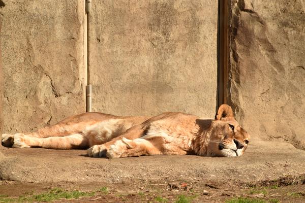 立っているだけ待っているだけでも観察として面白い動物園の写真