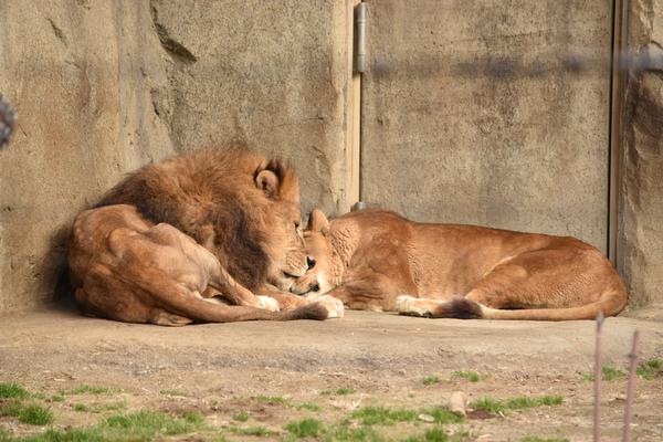 動いていない時間の姿勢や気配が見えてくる動物園の写真