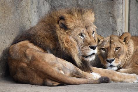 動いていない時間の落ち着き方や姿勢に目が向く動物園の写真