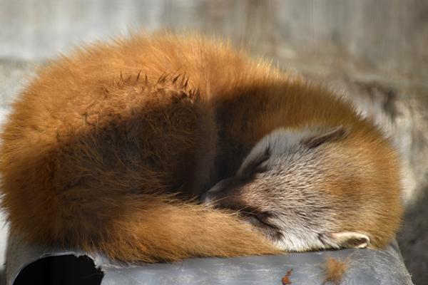 寝方や体の預け方に個性が出ている動物園の写真