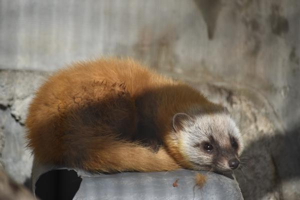 寝方や体の預け方の違いで印象が変わる動物園の写真